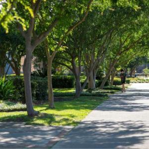 Campus walkway on a sunny day.
