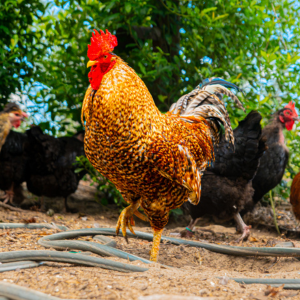 chicken on farm at wei